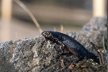 The alpine newt
