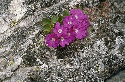 Primula pedemontana