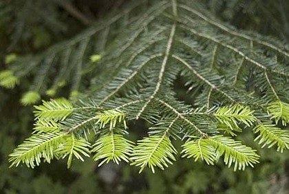 Le sapin