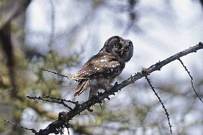 The Tengmalm's owl