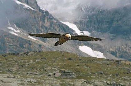 A l'affût des grands rapaces vers le Roc de Burel