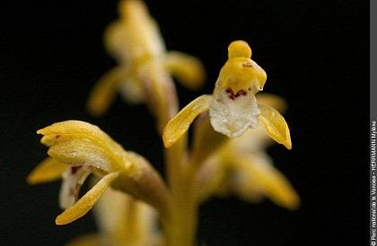 Early coralroot