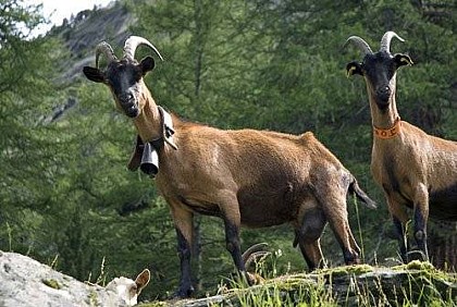 The goats of Pracompuet