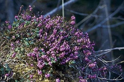 Winter heath