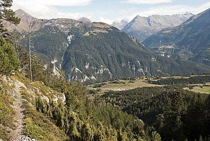 Vegetation in the avalanche path