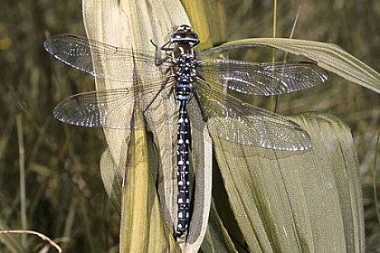 The common hawker