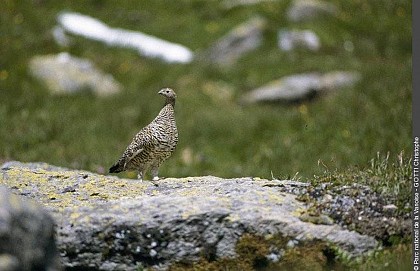 Lagopède alpin