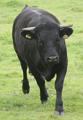 La vache noire