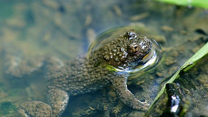Pupitre pédagogique de la mare