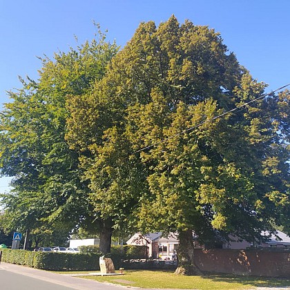 Tilleul de Hollande et hêtre