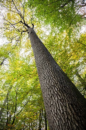 Chasse au trésor "À la poursuite du temps caché" à Carnuta et en forêt de Bercé