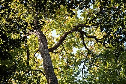 Forêt domaniale de Bercé