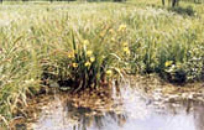 Parcours pédagogique pêche et nature de Barigne