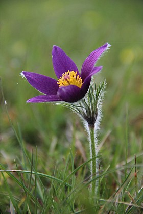 COTEAU ET PLATEAU DE TESSE
