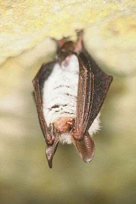 Coteau et prairies des Caforts