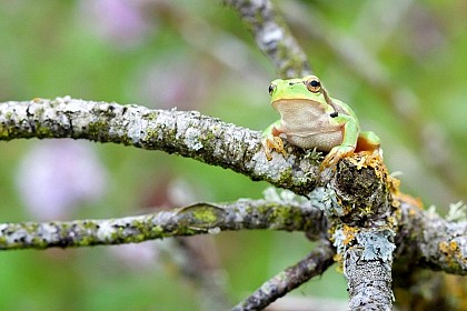 Espace Naturel Sensible des Ajeux