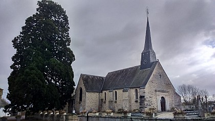 SÉQUOIA GÉANT - MEURCÉ