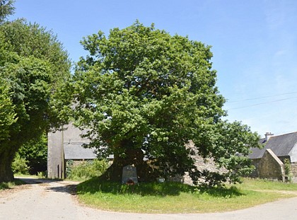 Arbre remarquable avec stèle de mémoire 39-45 dans le hameau de Lestrézec