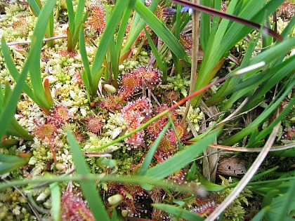 Les landes tourbeuses de Corn ar Harz