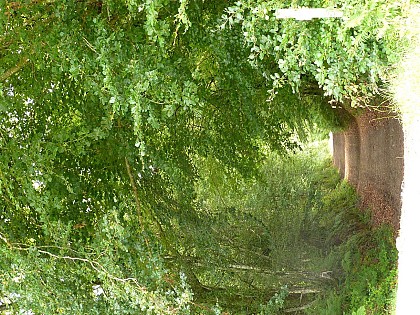 Le bois de Lestrézec