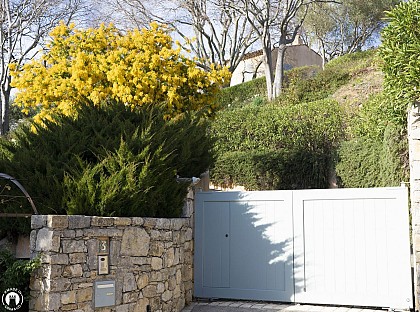 Mimosa, place des Pénitents