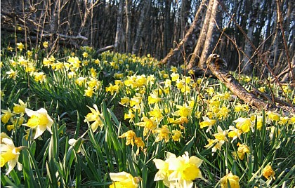 Les Jonquilles de Vergongeat