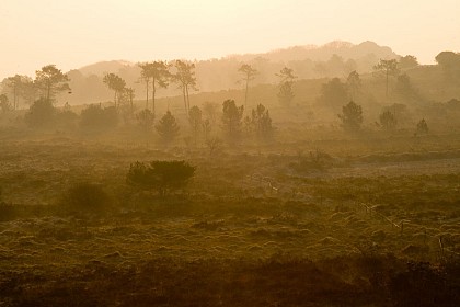 Réserve Naturelle Régionale des landes du Cragou et du Vergam