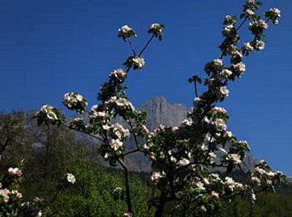La Tête de la Fontaine