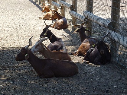 Ferme pédagogique du Parc de Figuerolles