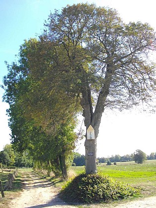 L'arbre du Petit Dieu