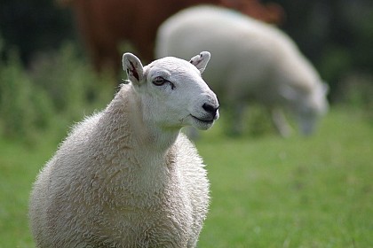 EARL La Brebilière Zinzin du Limousin