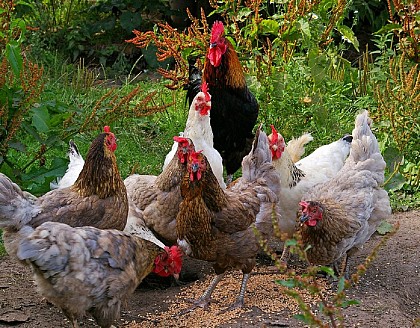 La ferme de l'Aubannerie - poultry, duck and porc