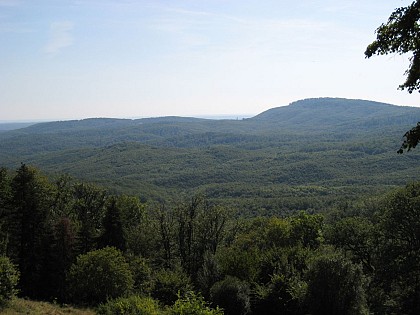 The forest of Grésigne