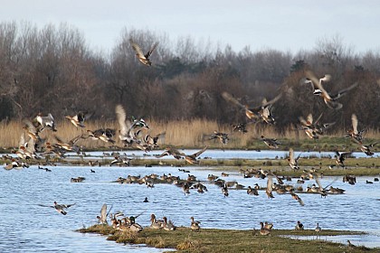 Réserve naturelle nationale du Domaine de Beauguillot