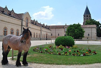 Haras National de Cluny
