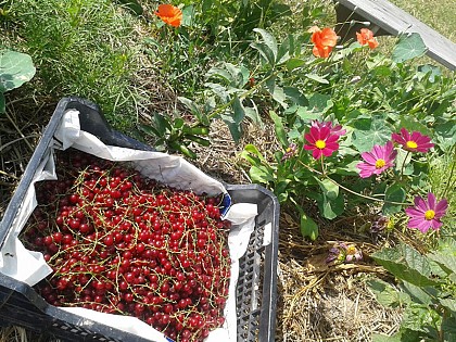 Alosnys, éco-centre en permaculture