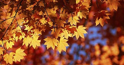 Forêt Domaniale de Moulière