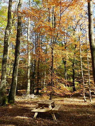 Forêt Domaniale de Saint-Sauvant