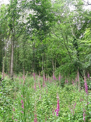 La forêt de la Hunaudaye