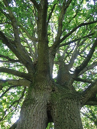 La vallée de Romanson