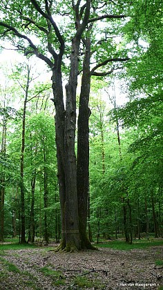 Chêne des Trois Frères