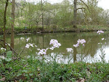 Le marais de la Presle