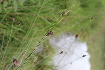 Graminées, joncacées et cyperacées