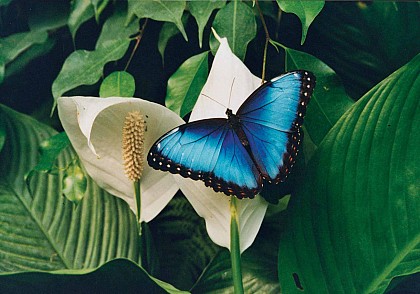 Le Naturospace - oiseaux et papillons tropicaux en liberté