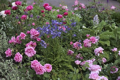 Rose garden Warren Millington