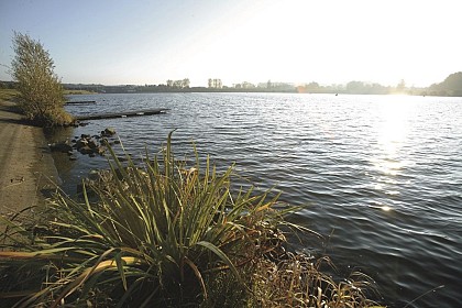 Marshes at Harchies