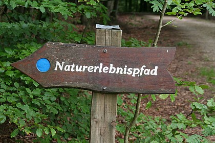 Forest nature trail