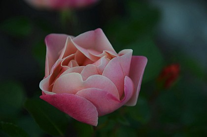 Pépinière-jardin Mela Rosa