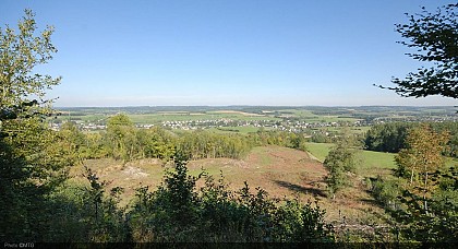 The panoramic view of beech woodland in Musson
