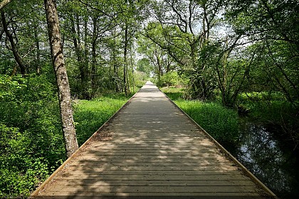 Cussignière marshes in Baranzy